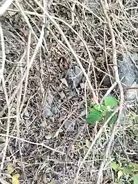 Guru2 online show from January 26, 2025, 2:03 am