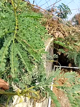 Snapshot of sweet_suman chatting on December 3, 2025, 4:53 am sweet suman online show from December 3, 2025, 4:53 am