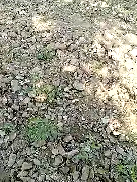 xmanrawan2 online show from January 31, 2025, 7:07 am