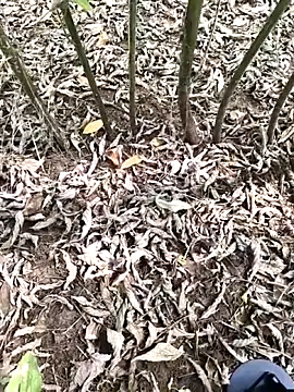 JAZZYS8 online show from October 1, 2025, 7:47 am