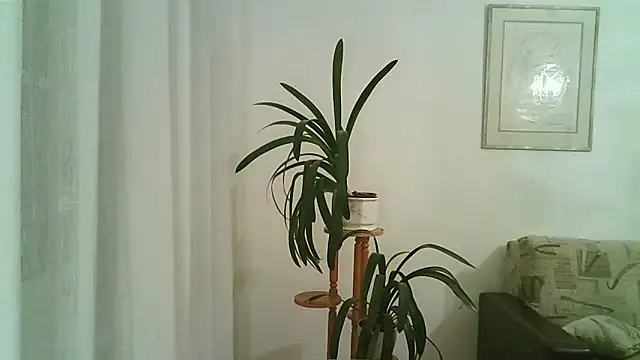 Snapshot of Dartanjanas13 chatting on November 28, 2025, 8:11 pm Dartanjanas13 online show from November 28, 2025, 8:11 pm