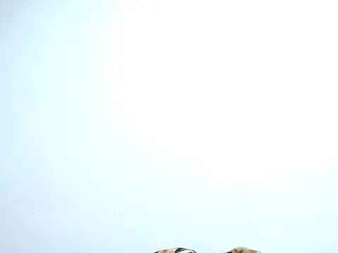 saara johnson496 online show from October 30, 2025, 11:38 pm