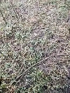 BlackhorseBBC online show from December 5, 2025, 1:58 am