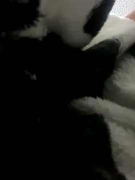 Sallem Pink online show from October 9, 2025, 11:41 am