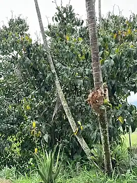 Marco Vega online show from March 27, 2026, 4:51 pm