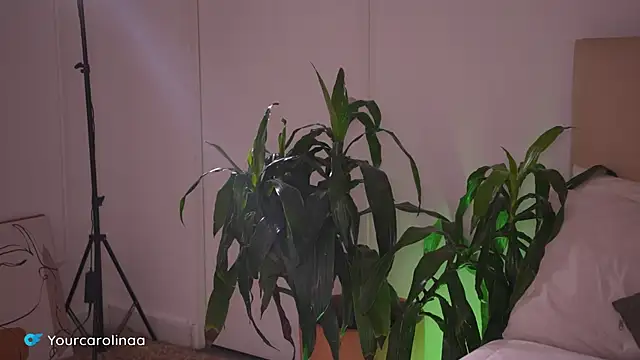 Carolart  online show from January 6, 2026, 10:23 pm