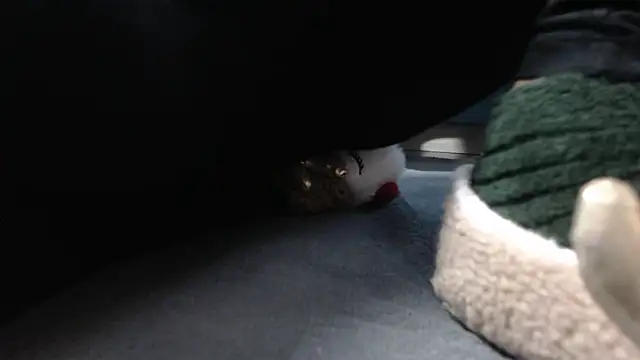 aellabeyonce online show from December 5, 2025, 2:36 pm