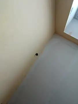 dream32222 online show from October 30, 2025, 12:39 pm