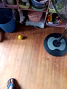 Snapshot of WholeAltimeter25 chatting on November 27, 2025, 6:15 am WholeAltimeter25 online show from November 27, 2025, 6:15 am