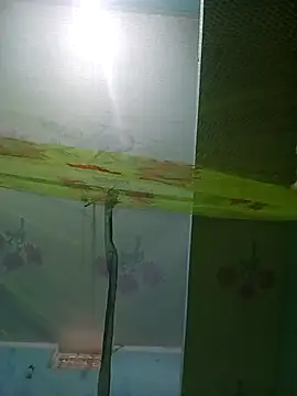 Apkisona8 online show from November 21, 2025, 5:28 am