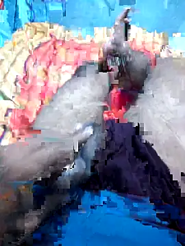 Hyd-bad-boy-25 online show from September 27, 2025, 5:56 am