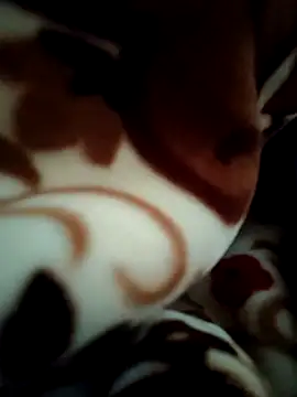 Hot pooja55 online show from February 11, 2026, 6:51 am