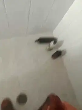 pitoduroparati online show from February 7, 2026, 11:52 pm