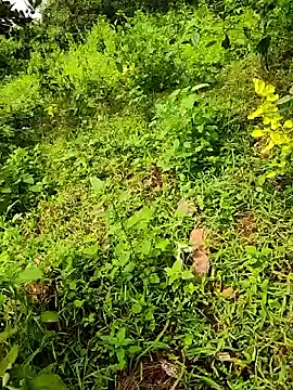 Snapshot of telugumodda4396 chatting on September 23, 2025, 8:06 am telugumodda4396 online show from September 23, 2025, 8:06 am