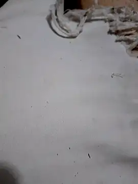 SALCEDO 041198 online show from October 11, 2025, 10:52 pm