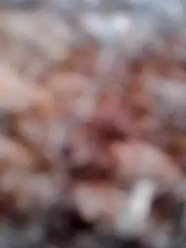 Snapshot of Rs_sonam chatting on February 6, 2026, 2:49 am Rs sonam online show from February 6, 2026, 2:49 am