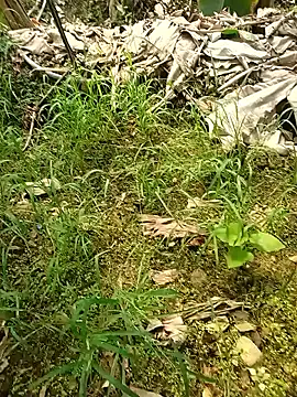 Sikici0734 online show from May 26, 2026, 7:37 am