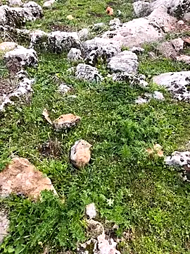 Sert erkek21 ysm online show from March 26, 2026, 1:17 pm