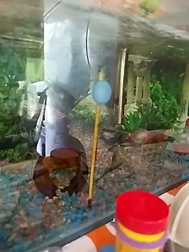 Snapshot of reynaafro93 chatting on November 18, 2025, 3:05 pm reynaafro93 online show from November 18, 2025, 3:05 pm