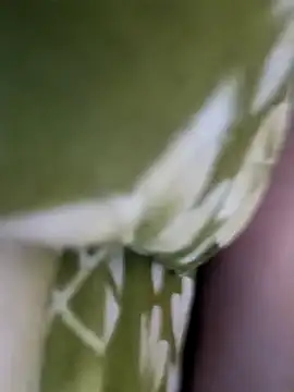 Aalam 0890 online show from December 15, 2025, 11:03 am