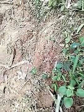 Snapshot of neko-nancy chatting on January 19, 2026, 9:02 am neko-nancy online show from January 19, 2026, 9:02 am