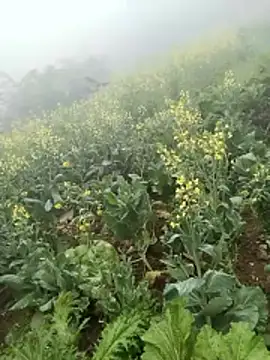 Snapshot of neko-nancy chatting on February 8, 2026, 2:59 am neko-nancy online show from February 8, 2026, 2:59 am