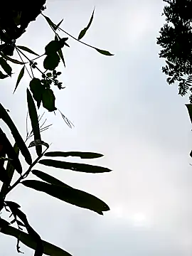 Snapshot of little-effy chatting on January 17, 2026, 12:15 am little-effy online show from January 17, 2026, 12:15 am