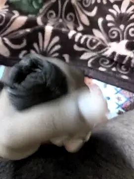 Devil 346 online show from December 14, 2025, 10:14 pm
