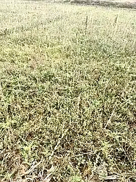 Snapshot of Sheela_Sex90 chatting on April 6, 2026, 3:59 am Sheela Sex90 online show from April 6, 2026, 3:59 am