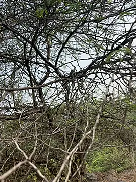 goodboyTelugu online show from February 2, 2026, 3:05 am