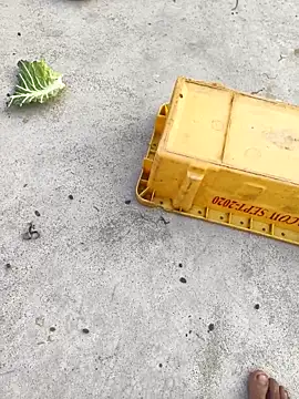 rubitrides11 online show from February 7, 2026, 11:25 am