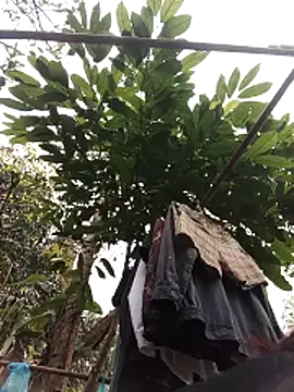 Snapshot of Small_flower1 chatting on February 11, 2026, 3:11 am Small flower1 online show from February 11, 2026, 3:11 am