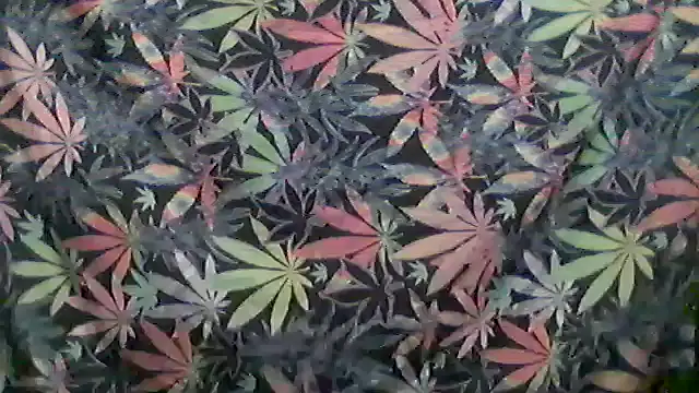 libraxxxstudios online show from May 24, 2026, 11:26 am