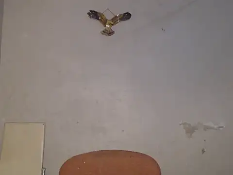 Snapshot of Frank_X_Husle chatting on July 9, 2026, 6:56 pm Frank X Husle online show from July 9, 2026, 6:56 pm