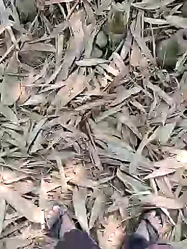 ThethunderPo online show from February 21, 2025, 5:24 am