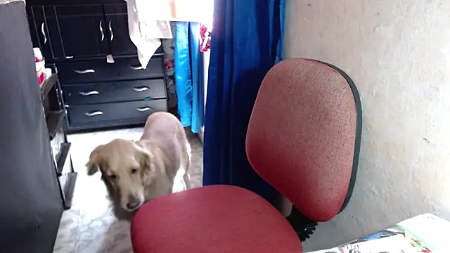 Barbiegomez online show from October 14, 2025, 4:41 pm