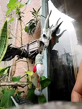 Snapshot of k_lebannon chatting on February 9, 2025, 8:56 pm k lebannon online show from February 9, 2025, 8:56 pm