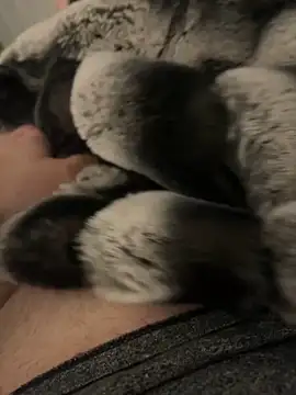 Furdale online show from December 2, 2024, 4:20 pm