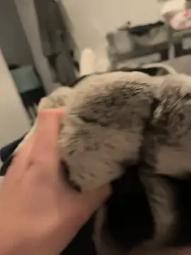 Furdale online show from December 16, 2024, 5:11 pm