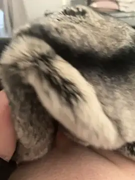 Furdale online show from February 24, 2025, 4:26 pm