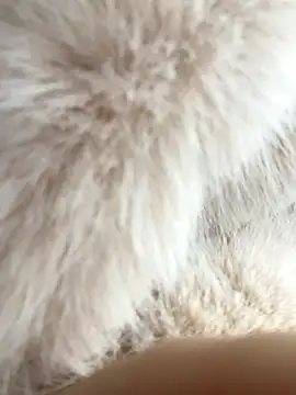 Snapshot of Feral_berry_8133 chatting on December 2, 2024, 6:20 am Feral berry 8133 online show from December 2, 2024, 6:20 am