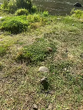 Snapshot of MAHKE12 chatting on September 27, 2025, 11:15 am MAHKE12 online show from September 27, 2025, 11:15 am