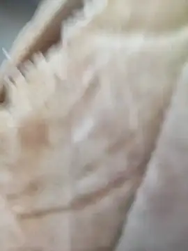 Comedordecu0289 online show from September 20, 2025, 2:29 pm