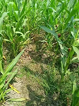 kummuduabbai online show from March 25, 2026, 7:47 am