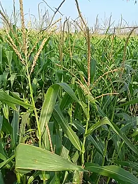 kummuduabbai online show from April 12, 2026, 4:06 am