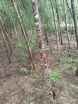 Gopal1243 online show from October 19, 2025, 4:46 am