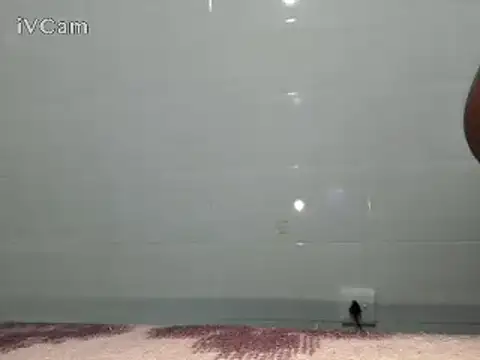 Stormward online show from February 24, 2025, 6:15 pm